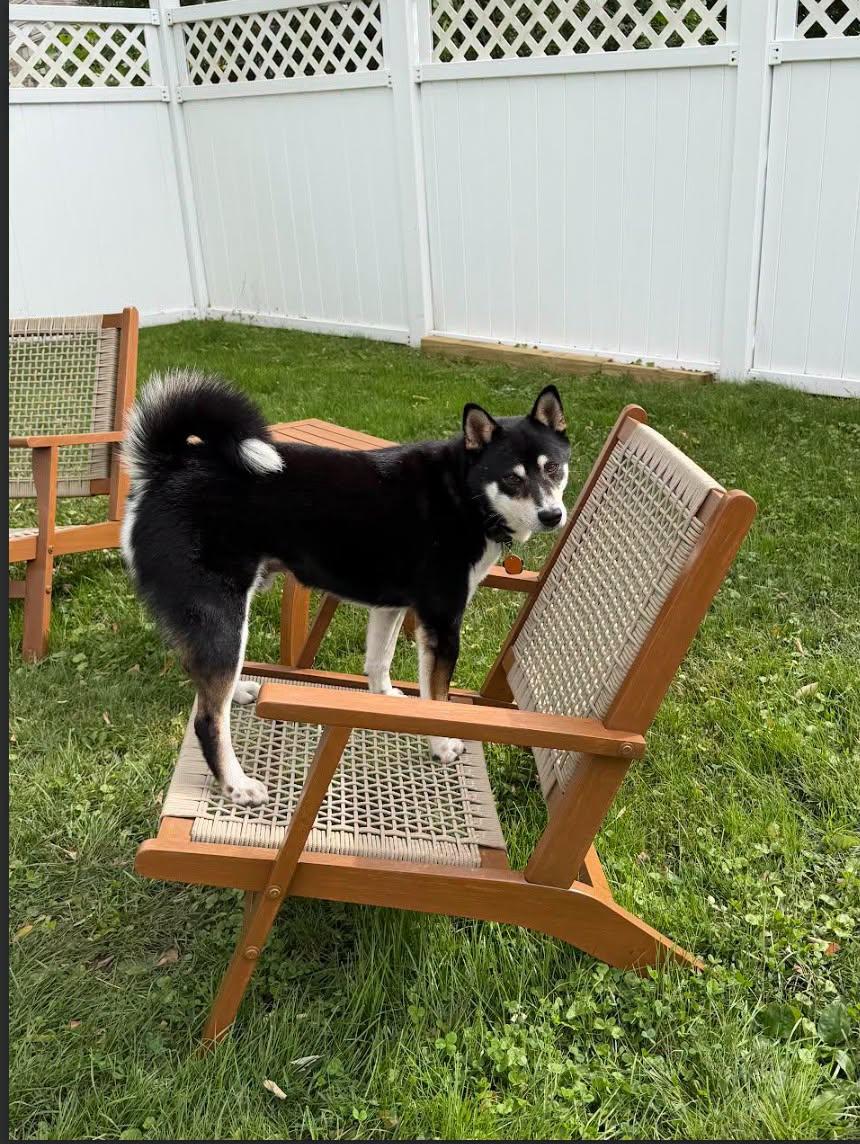 Enlarge Travis, a Adoptable Shiba Inu in Toms River, NJ image 5/6