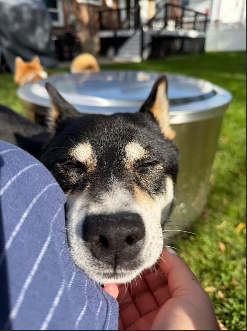 Enlarge Travis, a Adoptable Shiba Inu in Toms River, NJ image 6/6