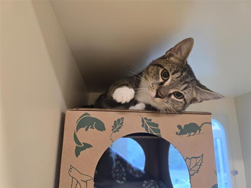 Enlarge Chicken, a Adopted Domestic Short Hair in Prince Frederick, MD image 2/3