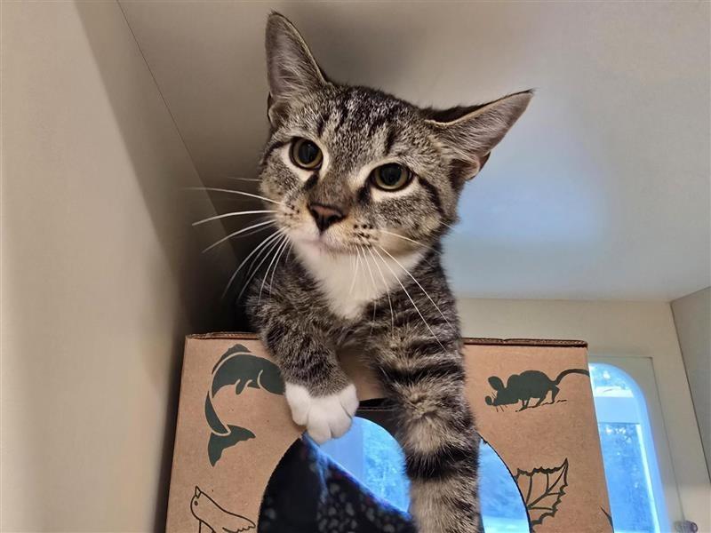 Enlarge Chicken, a Adopted Domestic Short Hair in Prince Frederick, MD image 3/3