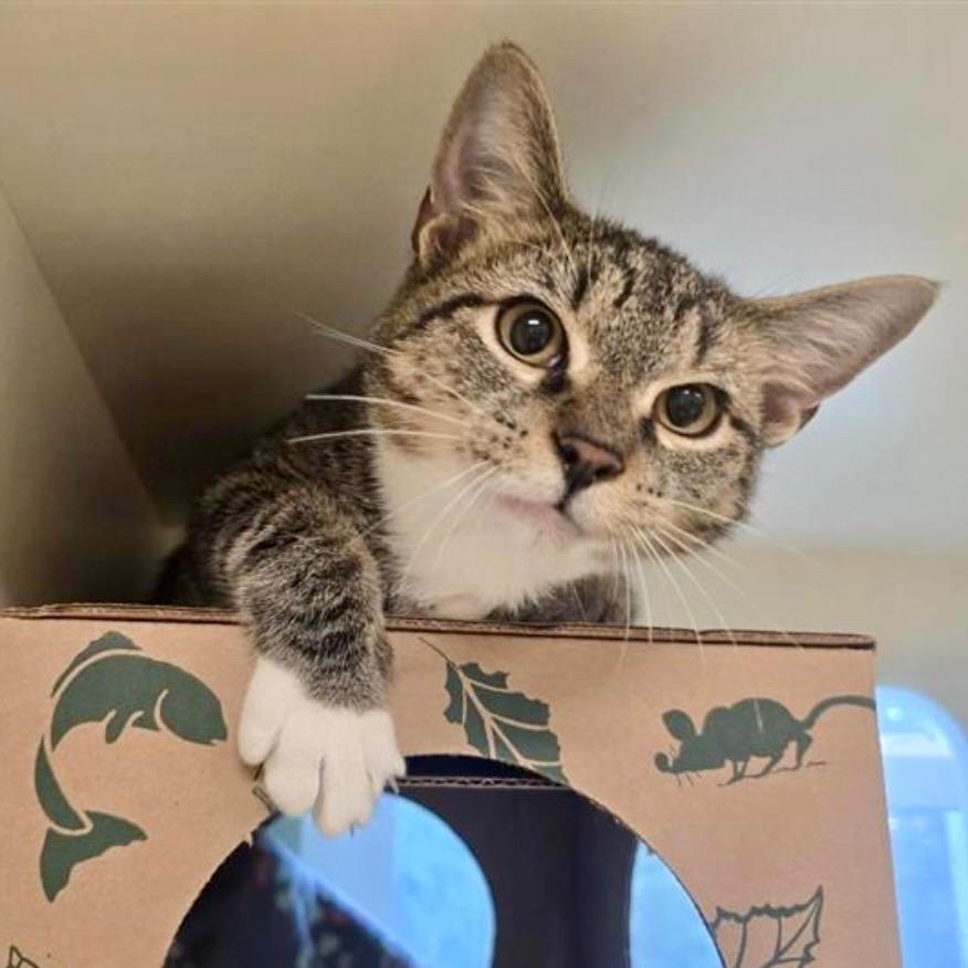 Chicken, Adopted, Young Male Domestic Short Hair.