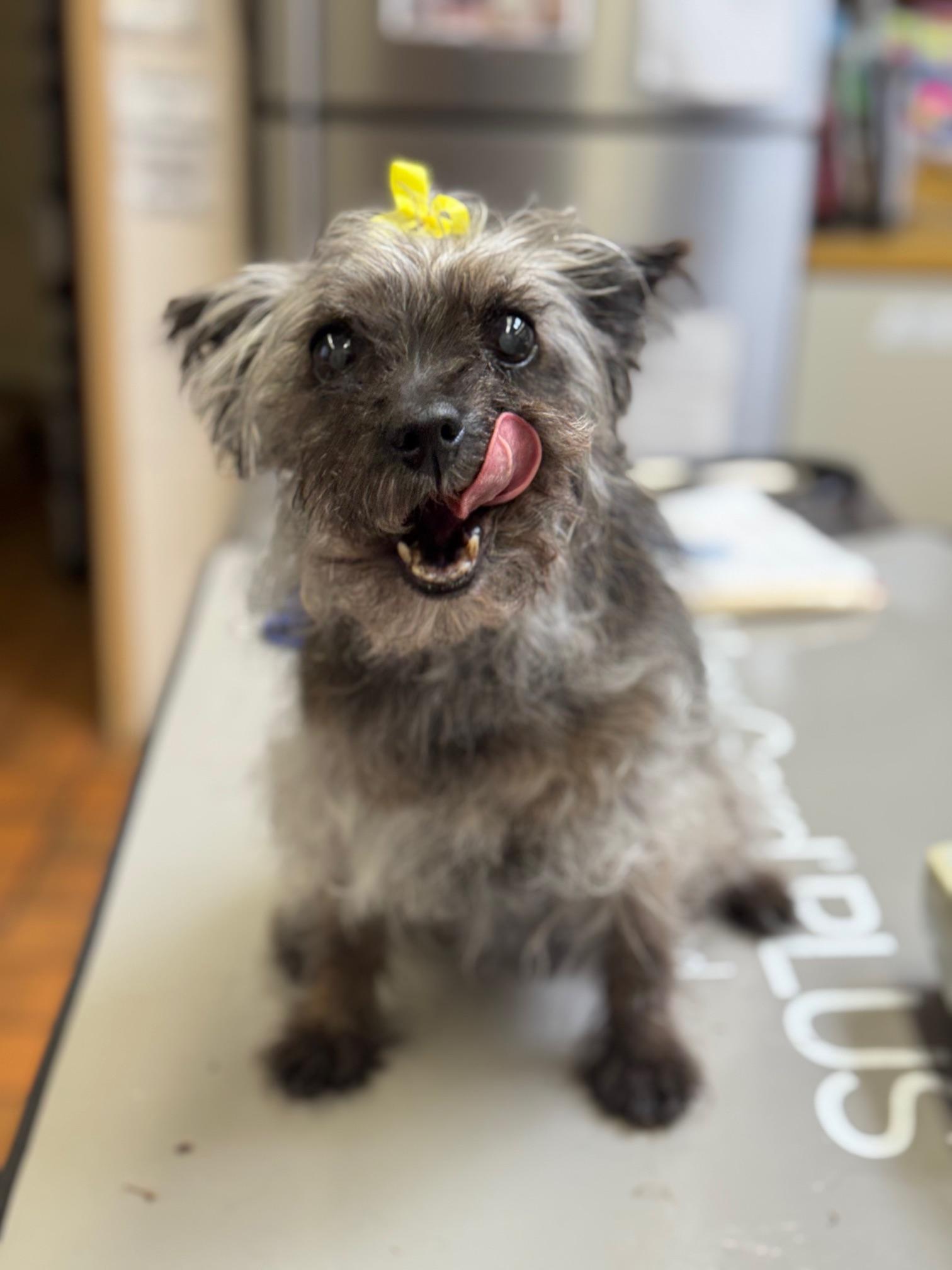 COURTESY POST FOR WASA:  Rosie, ADOPTABLE, Senior Female Yorkshire Terrier.