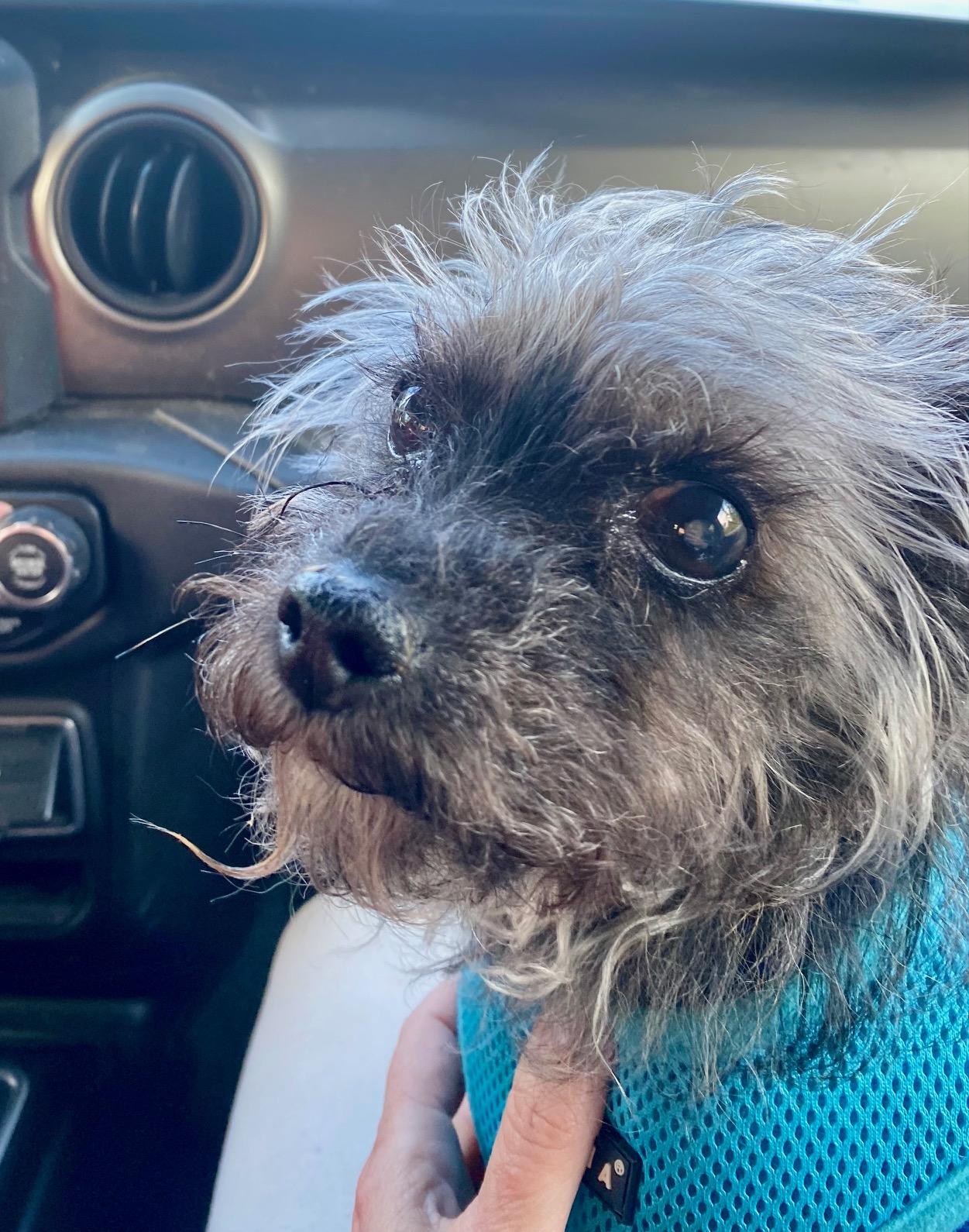 COURTESY POST FOR WASA: Rosie, a ADOPTABLE mixed breed in Westport, CT image 2/2