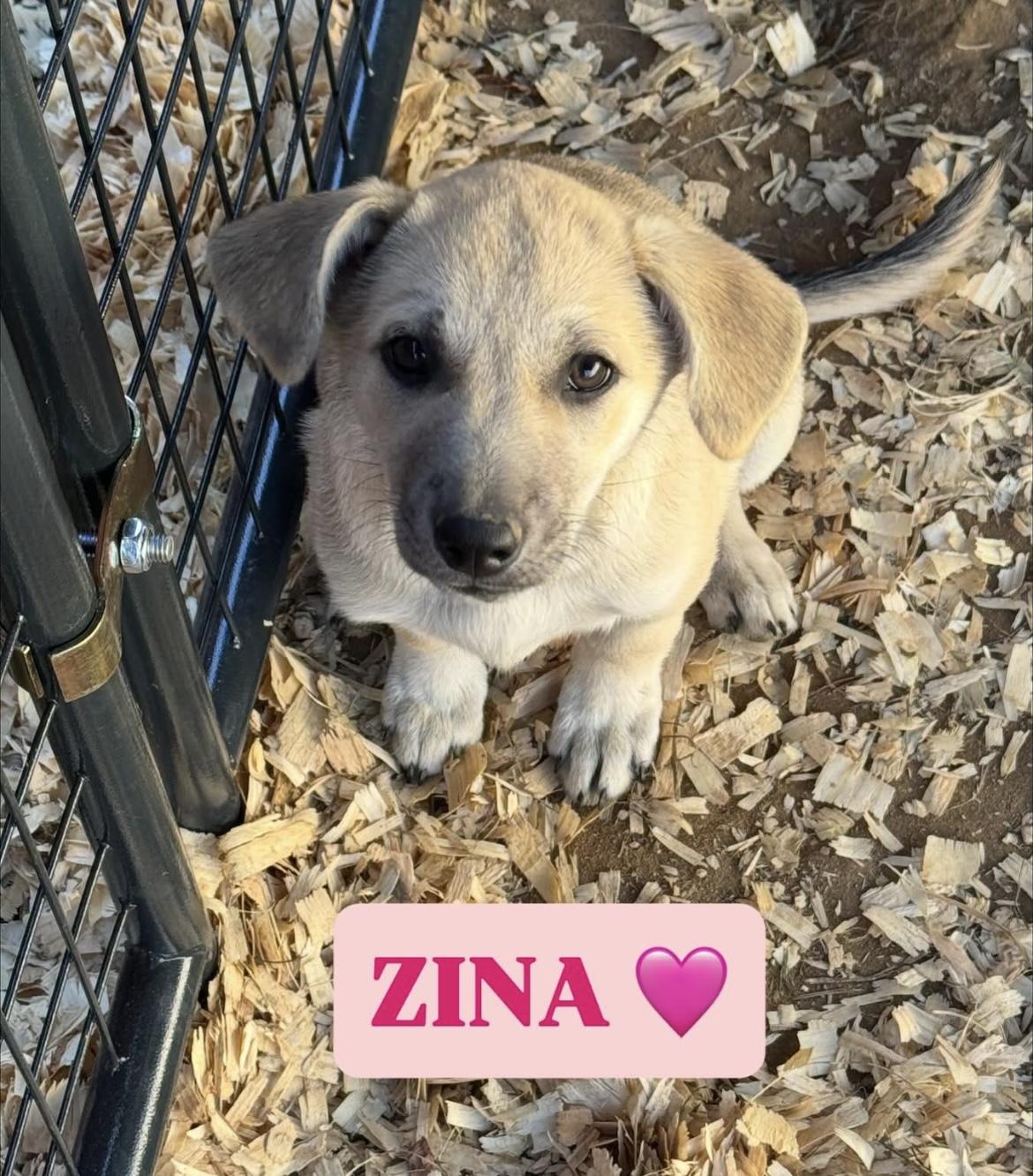 Zina, Adoptable, Puppy Female German Shepherd Dog & Great Pyrenees.