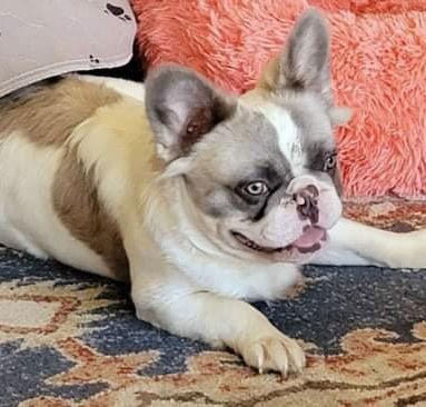 Milo, Adopted, Adult Male French Bulldog.