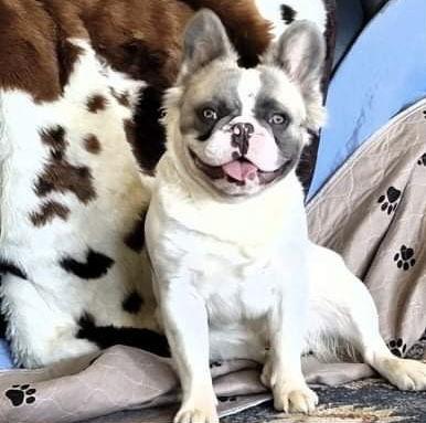 Enlarge Milo, a Adopted French Bulldog in Hesperia, CA image 2/3
