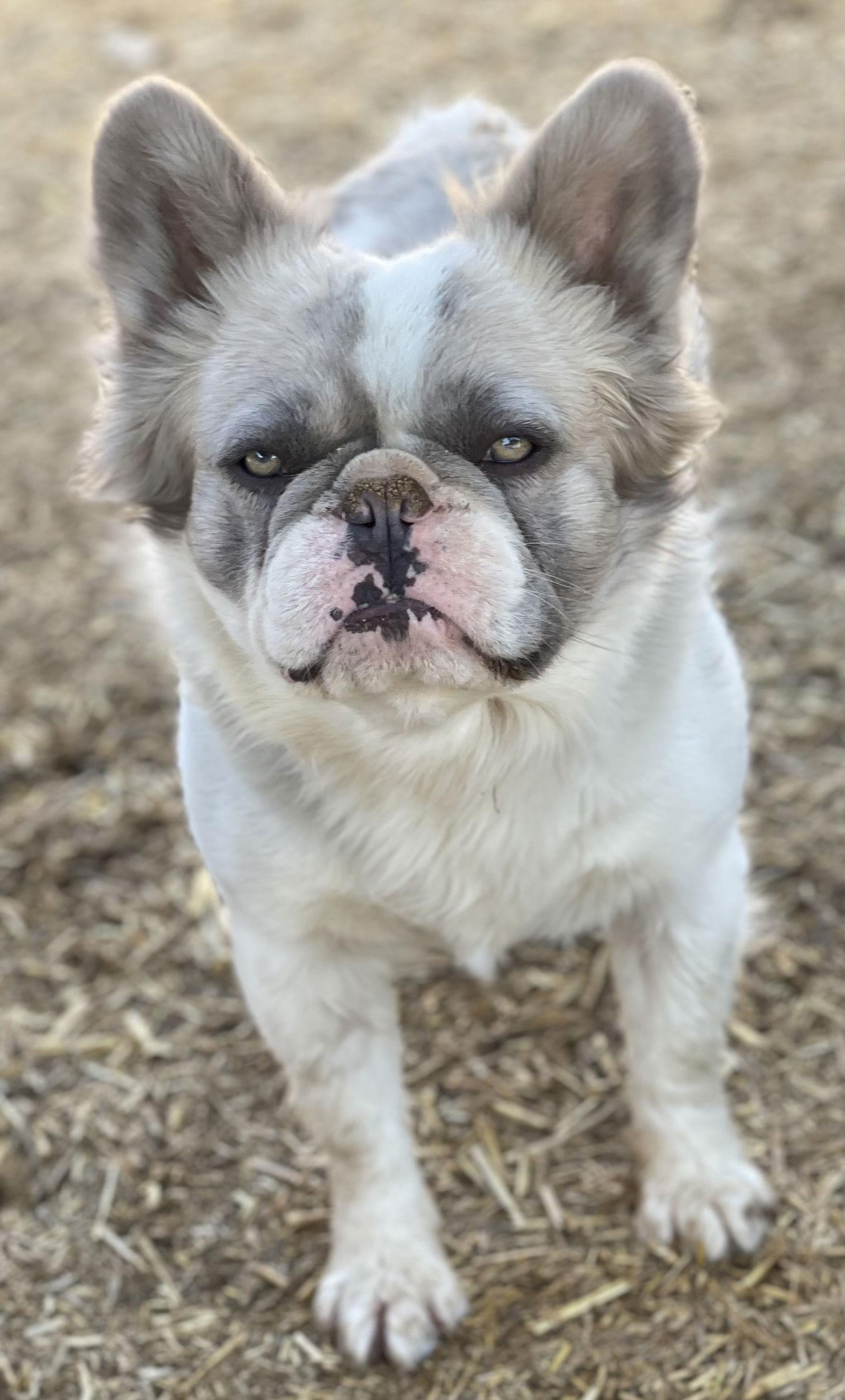 Enlarge Milo, a Adopted French Bulldog in Hesperia, CA image 3/3