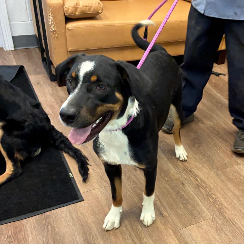 Con, a Adoptable mixed breed in Morganfield, KY image 2/4