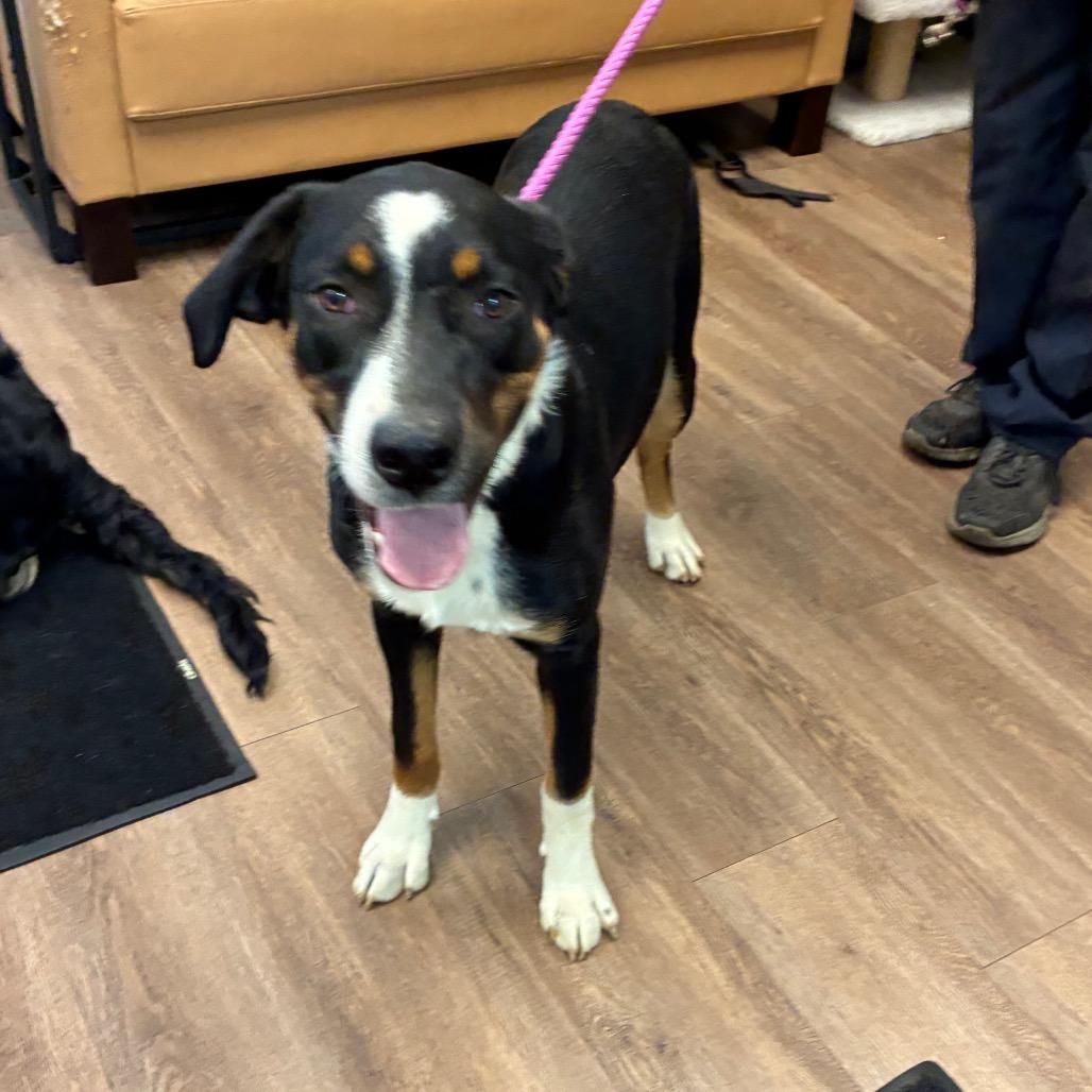 Con, a Adoptable mixed breed in Morganfield, KY image 3/4