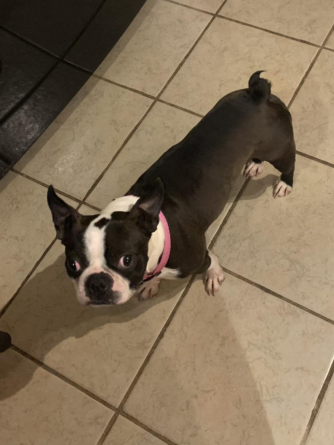 Enlarge Bug, an adopted Boston Terrier in Kutztown, PA image 1/1