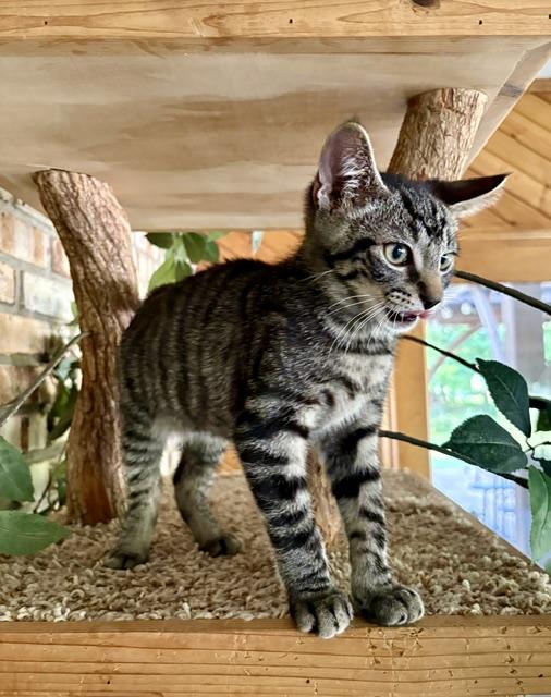 Enlarge "Buzz" Lightyear, an adopted Domestic Short Hair in Karns City, PA image 2/2