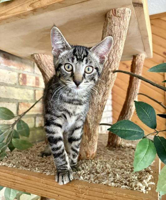 "Buzz" Lightyear, adopted, Young Male Domestic Short Hair.