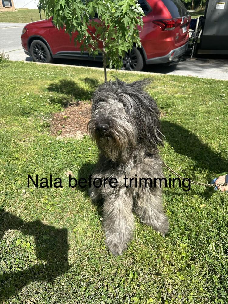 Nala, a Adopted mixed breed in Chattanooga, TN image 1/3