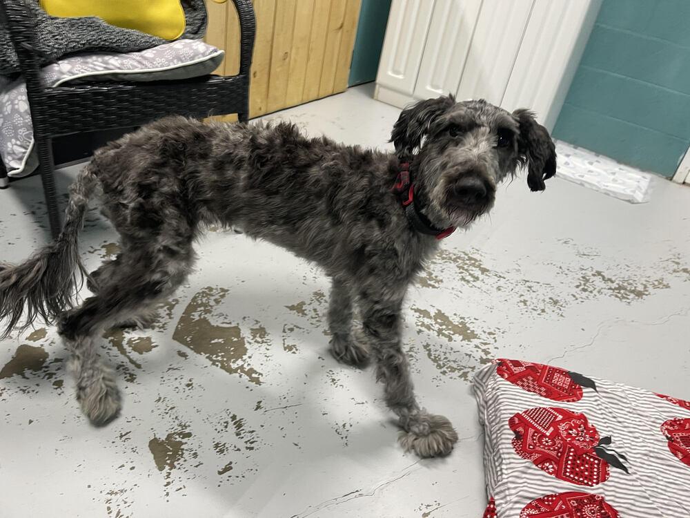 Nala, a Adopted mixed breed in Chattanooga, TN image 2/3