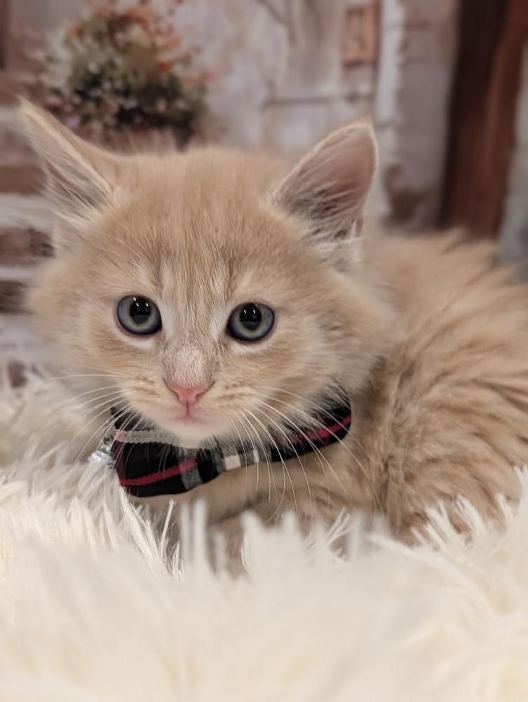 Enlarge London, a Adoptable Domestic Long Hair in Fremont, CA image 1/5