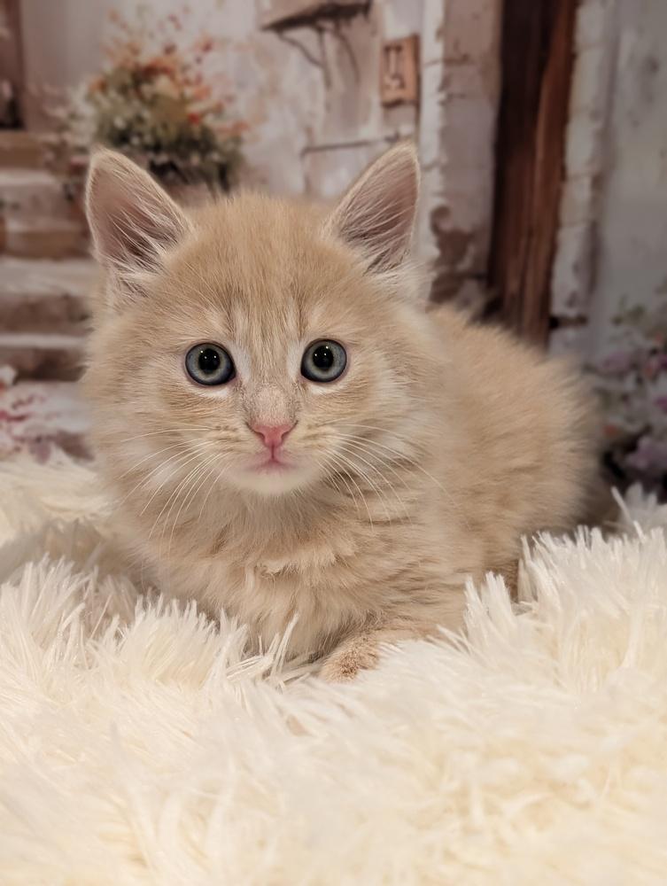 Enlarge London, a Adoptable Domestic Long Hair in Fremont, CA image 2/5