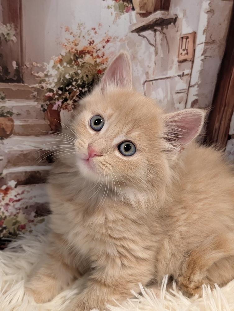 Enlarge London, a Adoptable Domestic Long Hair in Fremont, CA image 3/5