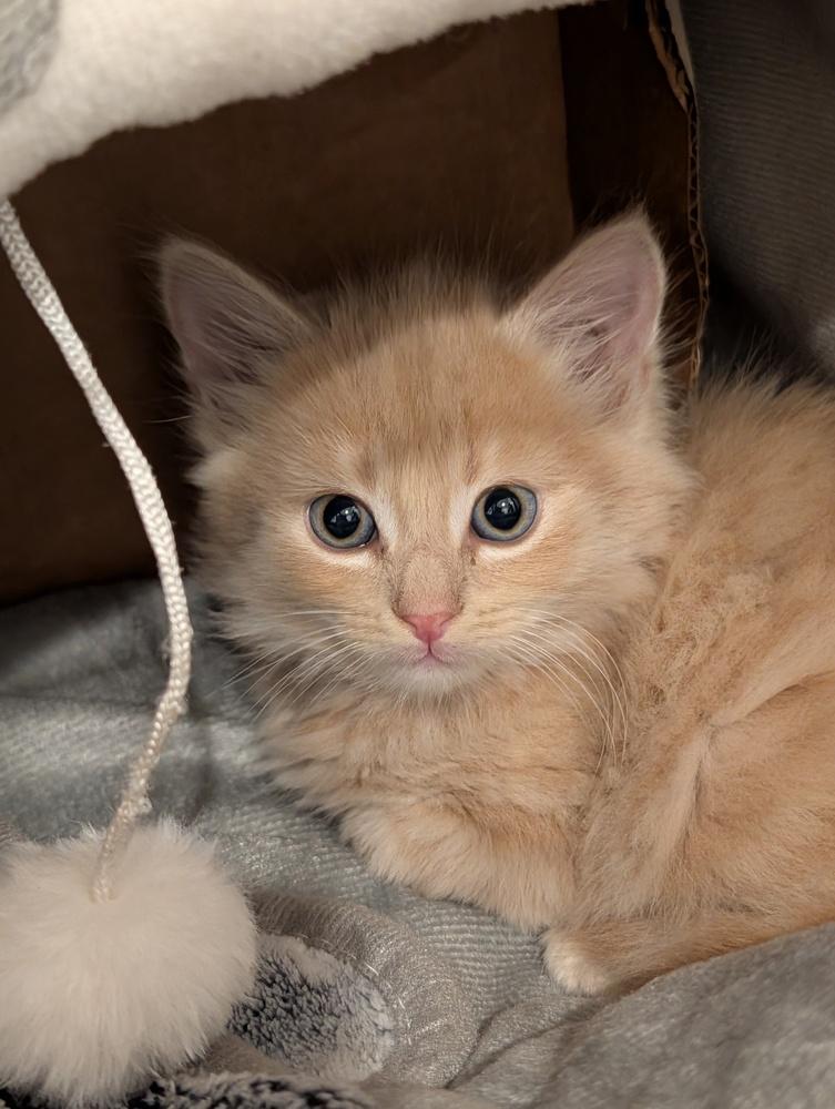 Enlarge London, a Adoptable Domestic Long Hair in Fremont, CA image 4/5