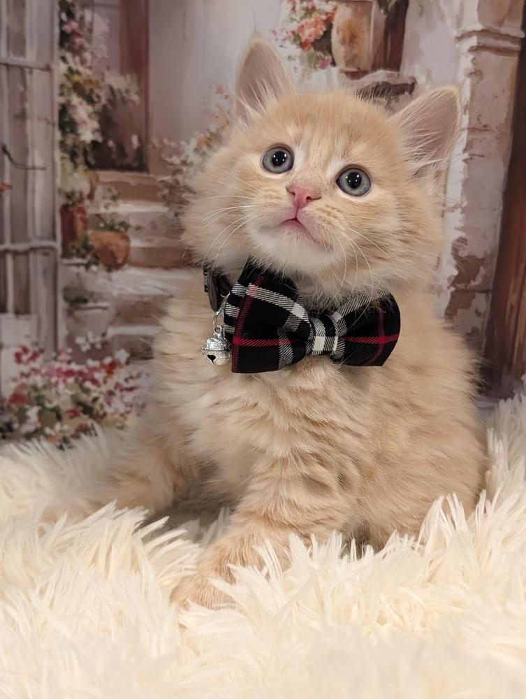 Enlarge London, a Adoptable Domestic Long Hair in Fremont, CA image 5/5