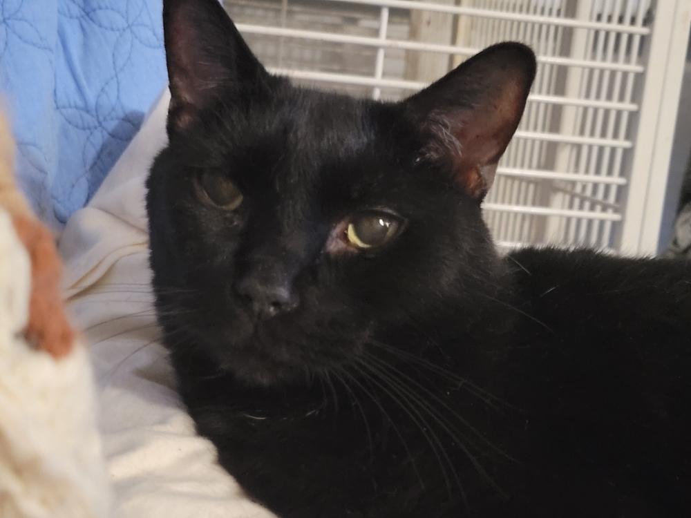 Enlarge Dexter, a Adoptable Domestic Short Hair in Safety Harbor, FL image 2/2