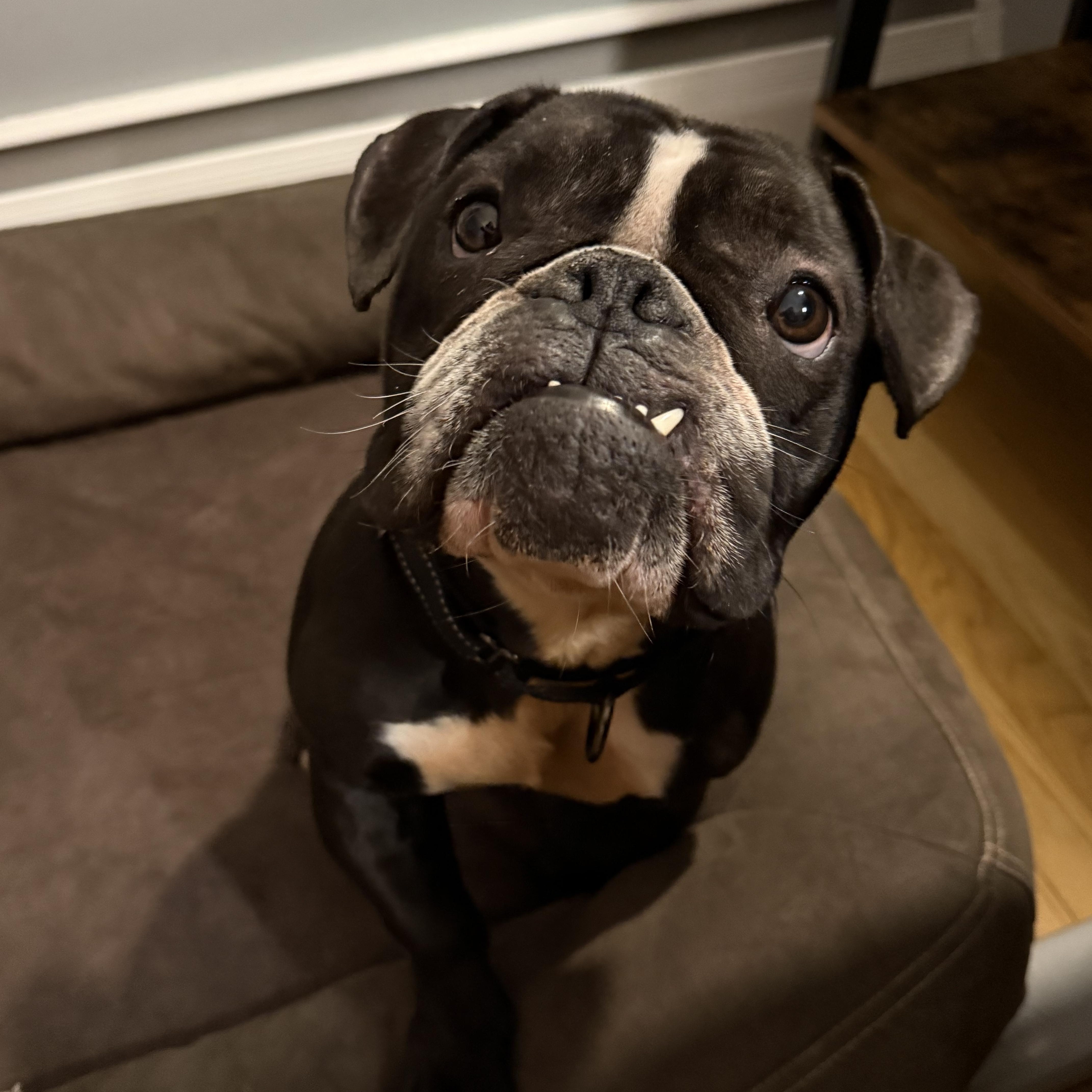 Enlarge Pumpkin, a Adoptable mixed breed in Nutting Lake, MA image 1/5