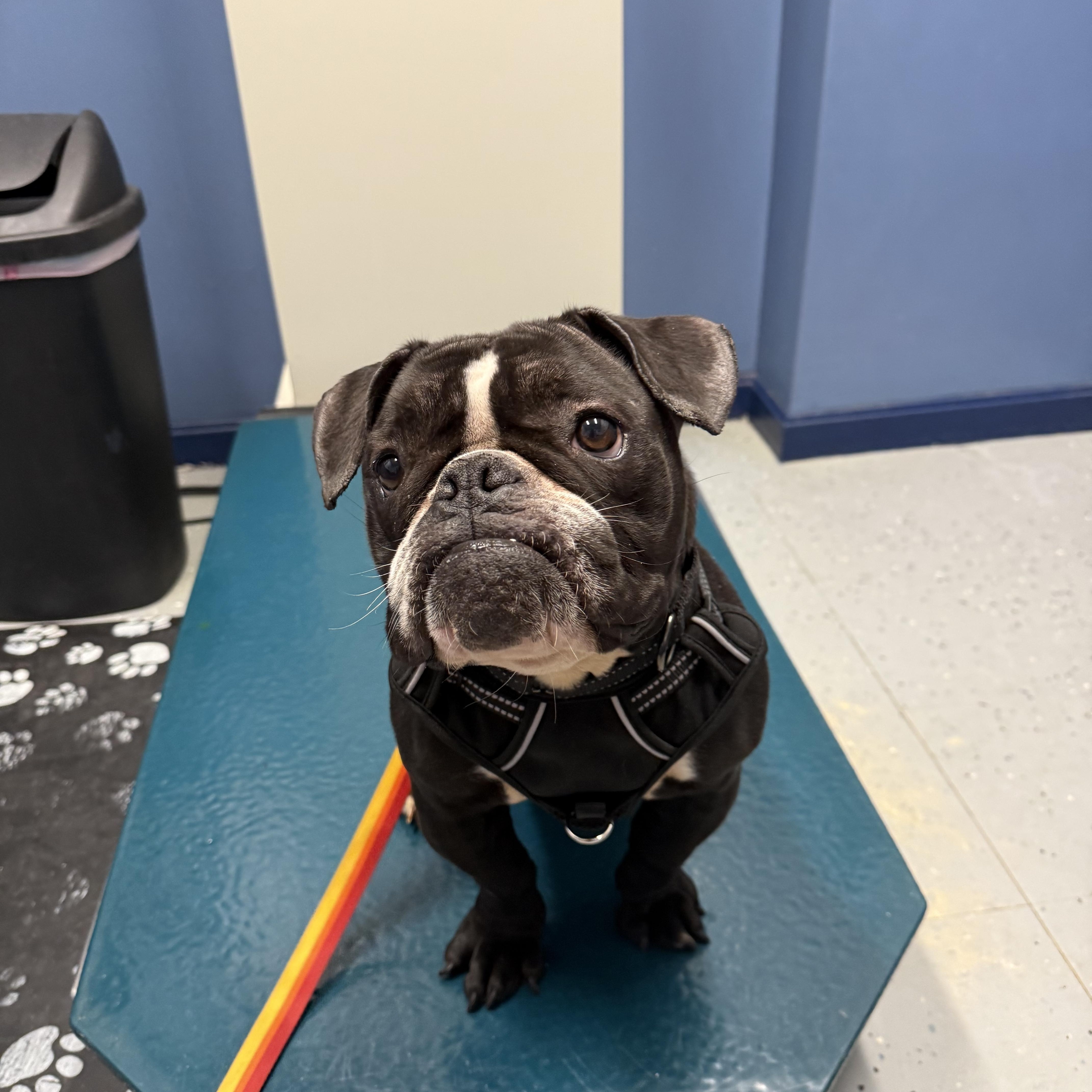 Enlarge Pumpkin, a Adoptable mixed breed in Nutting Lake, MA image 3/5