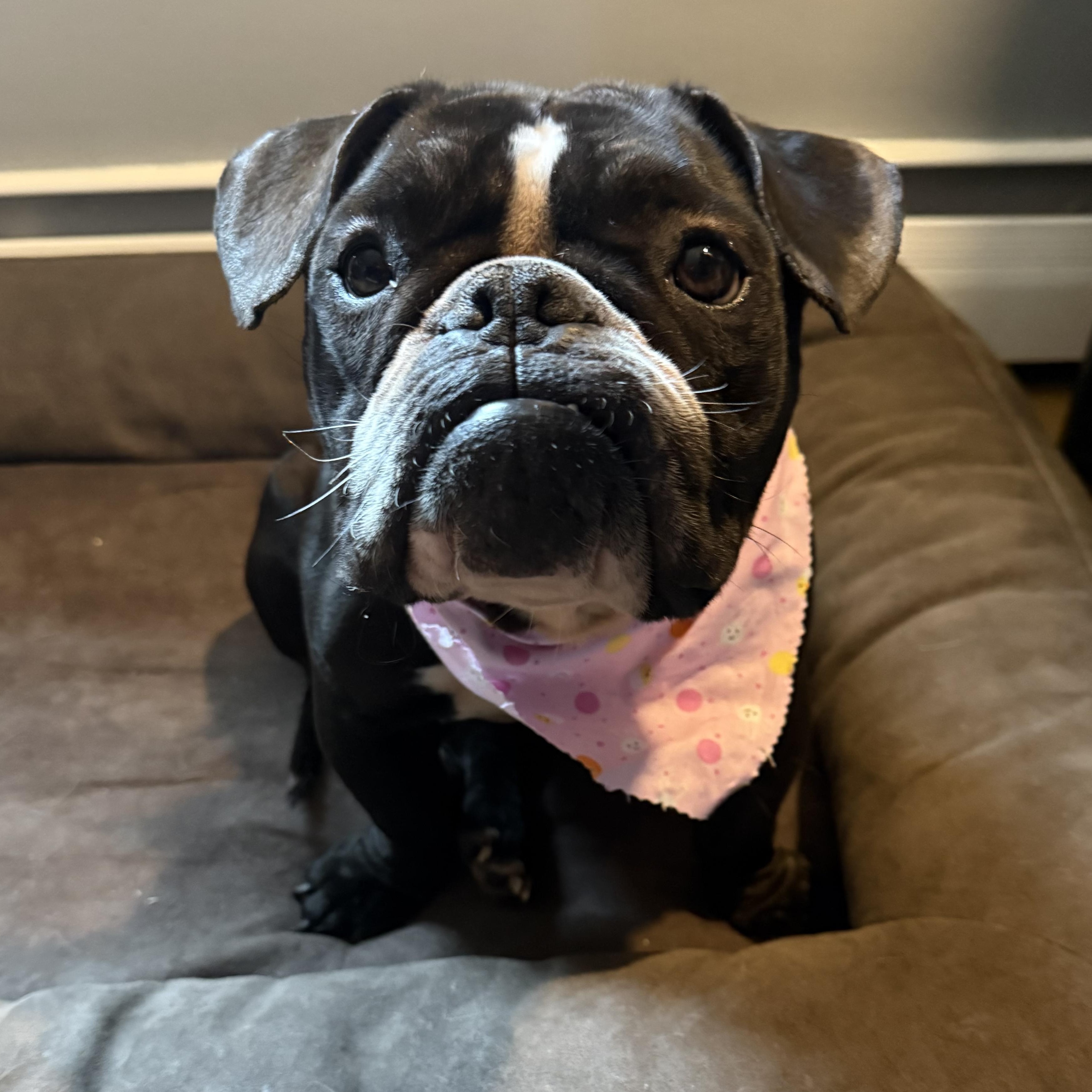 Enlarge Pumpkin, a Adoptable mixed breed in Nutting Lake, MA image 4/5