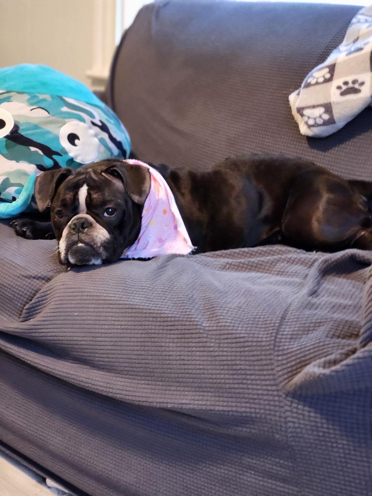 Enlarge Pumpkin, a Adoptable mixed breed in Nutting Lake, MA image 5/5