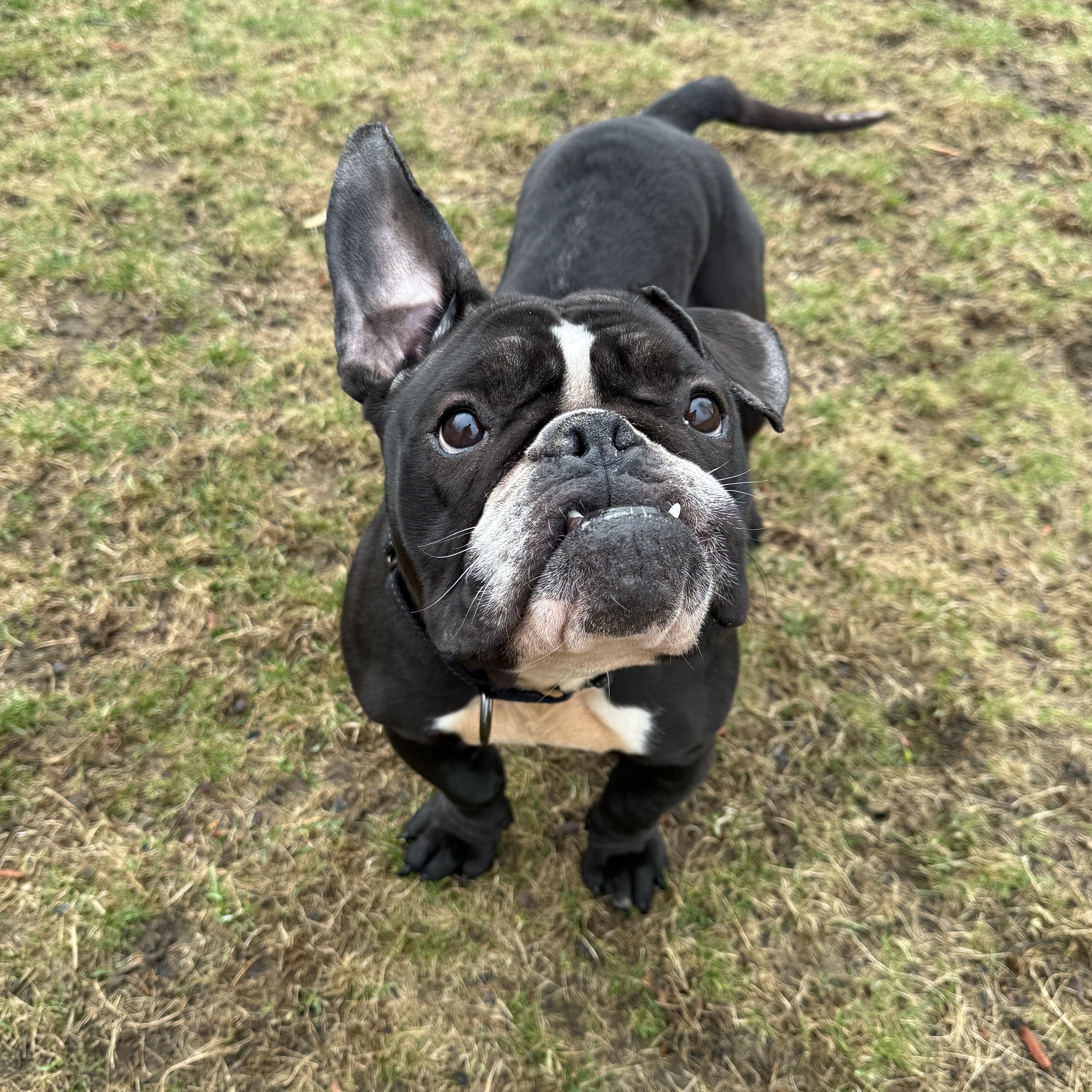Enlarge Pumpkin, a Adoptable mixed breed in Nutting Lake, MA image 2/5