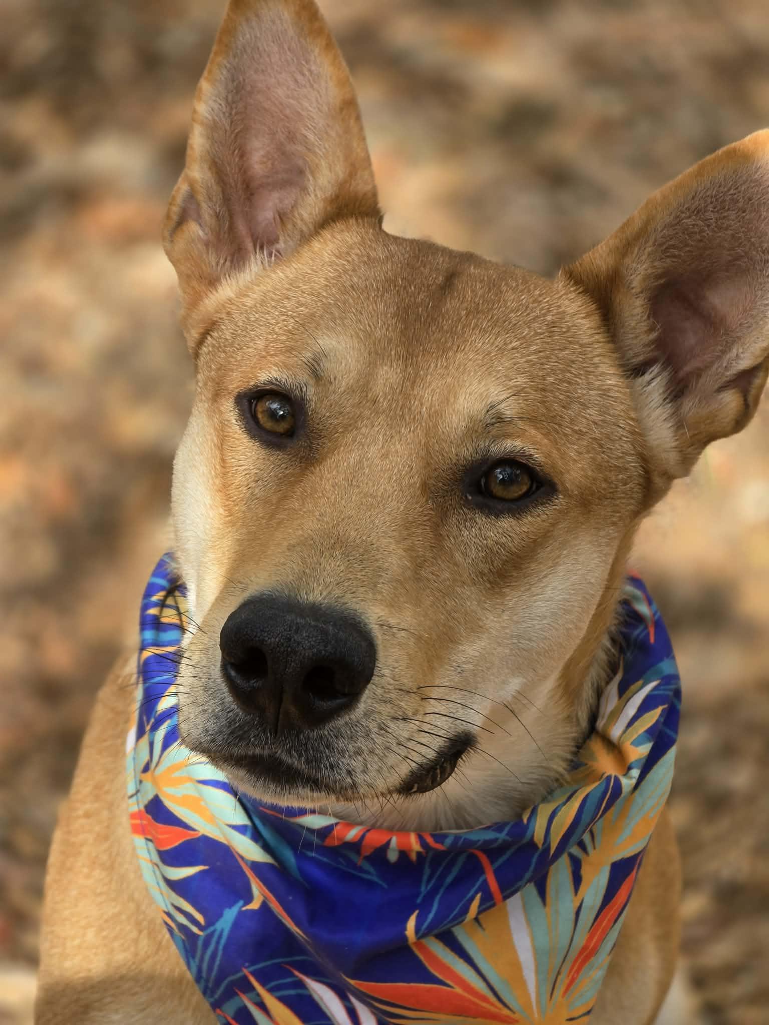 Enlarge Slim Shady, a Adopted mixed breed in Grants Pass, OR image 5/6