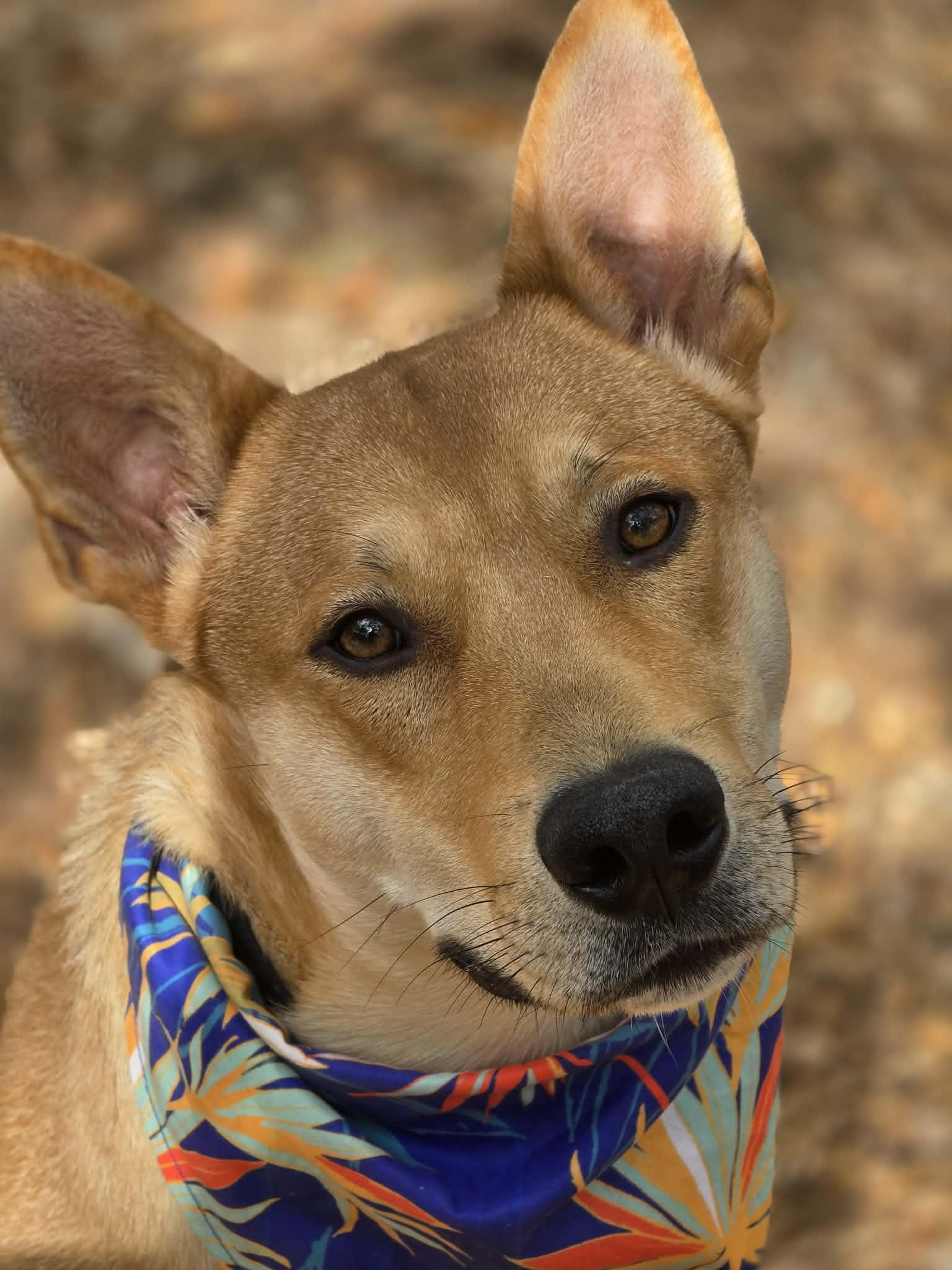 Slim Shady, Adopted, Young Male Carolina Dog & Australian Cattle Dog / Blue Heeler.