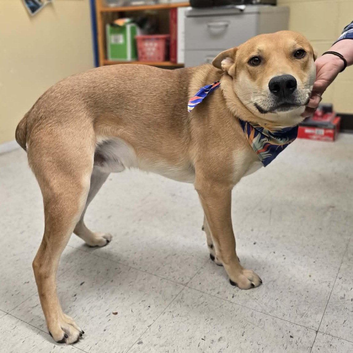 Enlarge Slim Shady, a Adopted mixed breed in Grants Pass, OR image 4/6