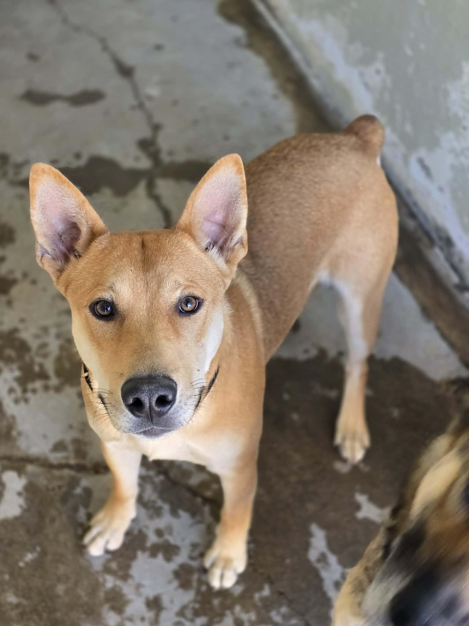 Enlarge Slim Shady, a Adopted mixed breed in Grants Pass, OR image 2/6