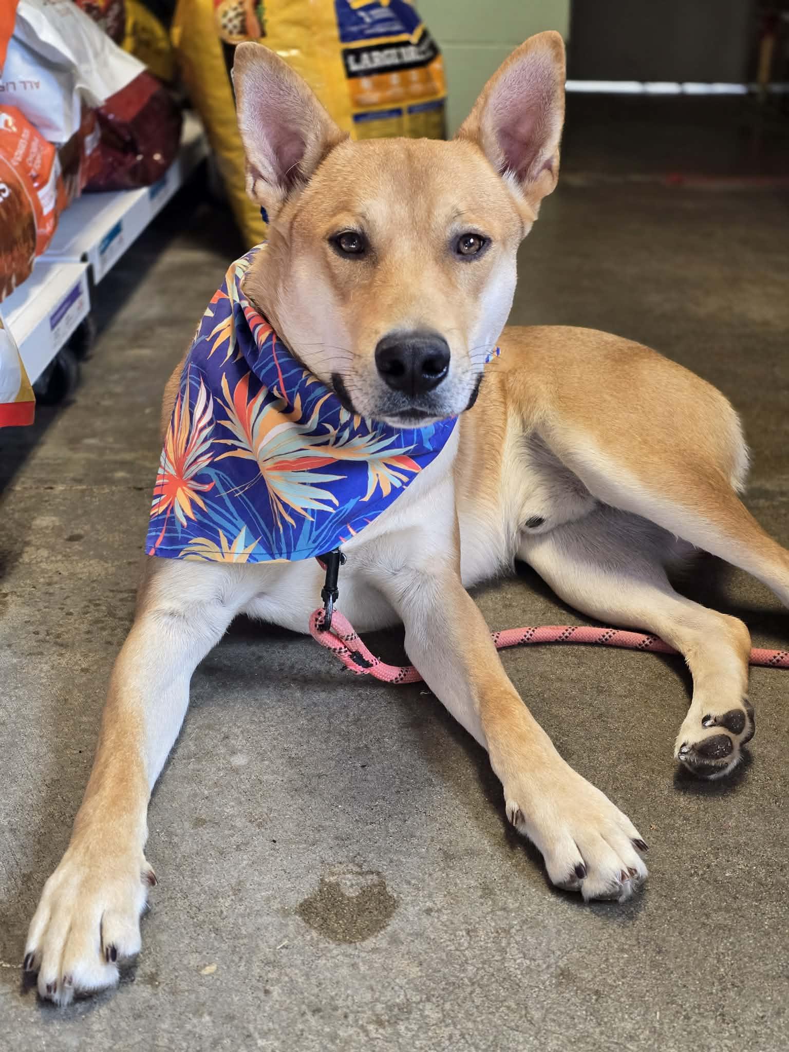 Enlarge Slim Shady, a Adopted mixed breed in Grants Pass, OR image 6/6