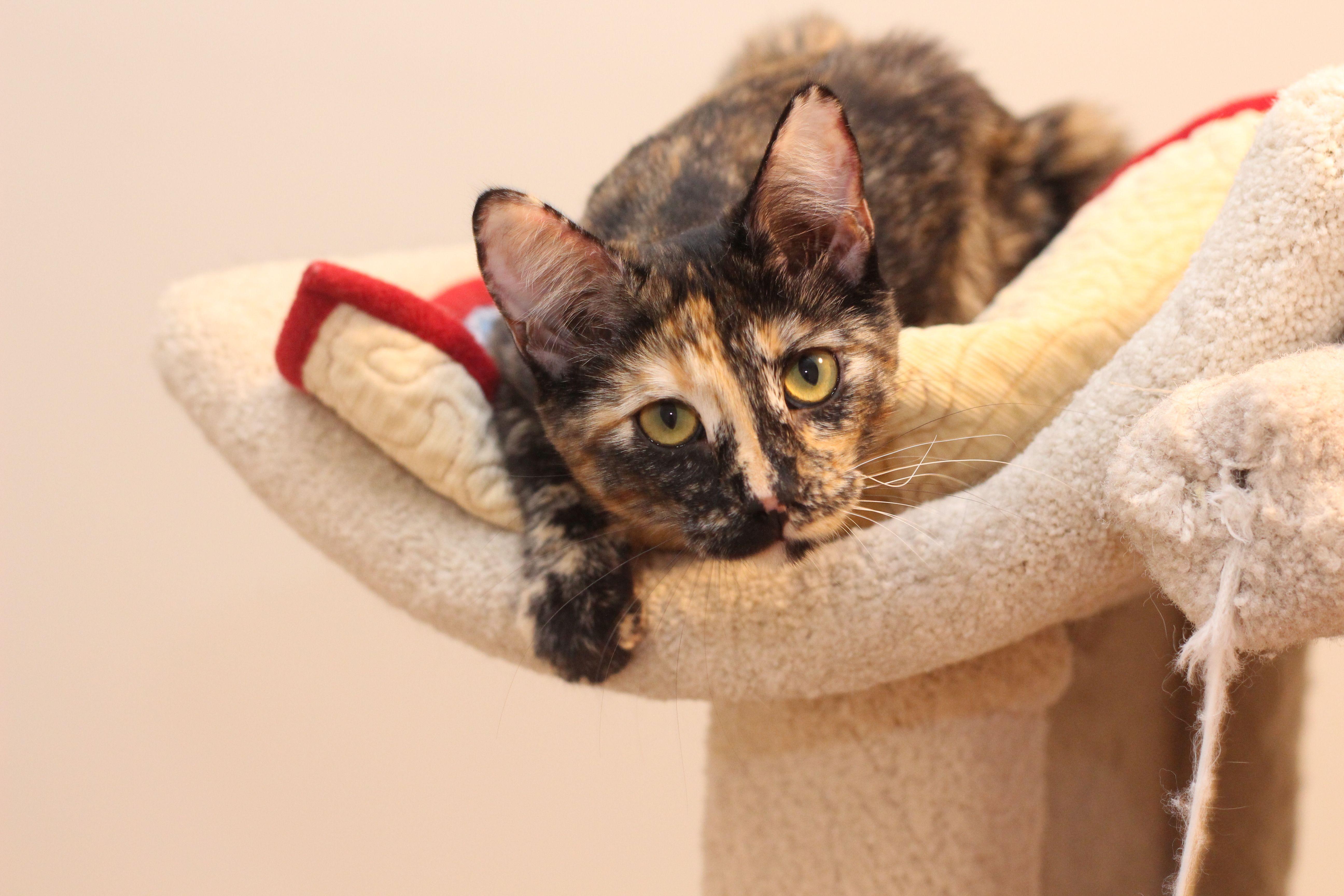 Valkyrie, Adoptable, Adult Female Tortoiseshell.