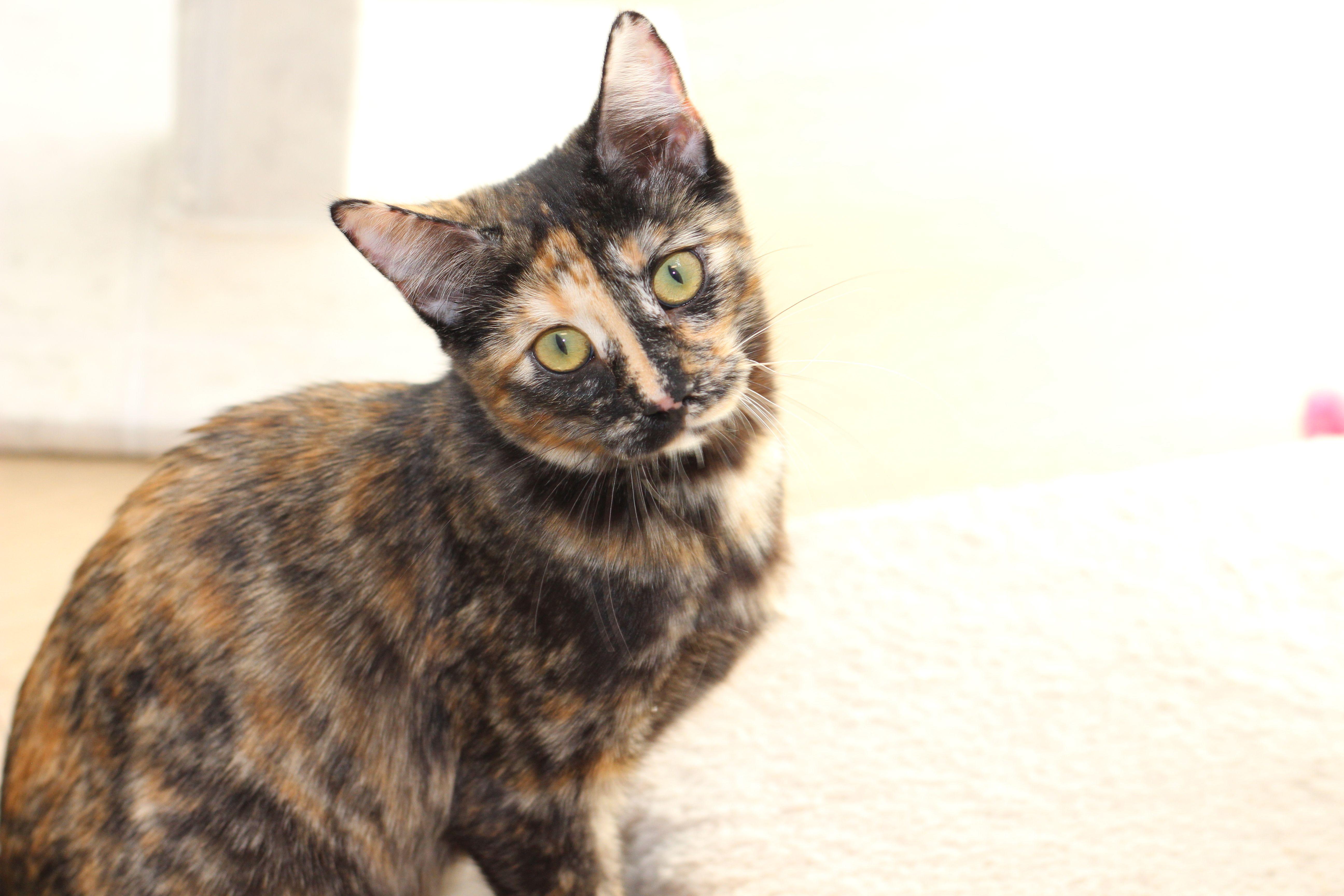 Enlarge Valkyrie, a Adoptable Tortoiseshell in Lethbridge, AB image 2/4