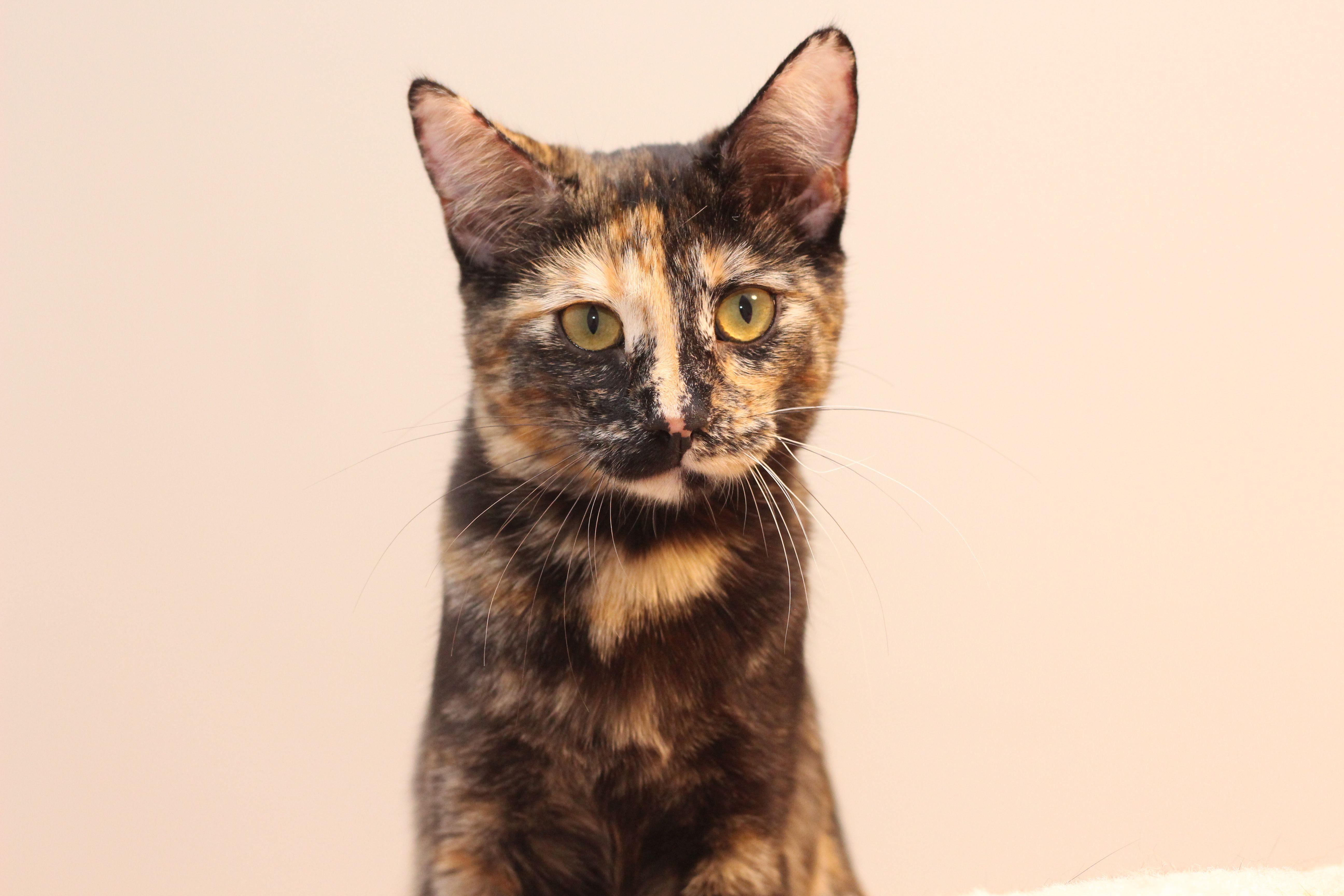 Enlarge Valkyrie, a Adoptable Tortoiseshell in Lethbridge, AB image 3/4