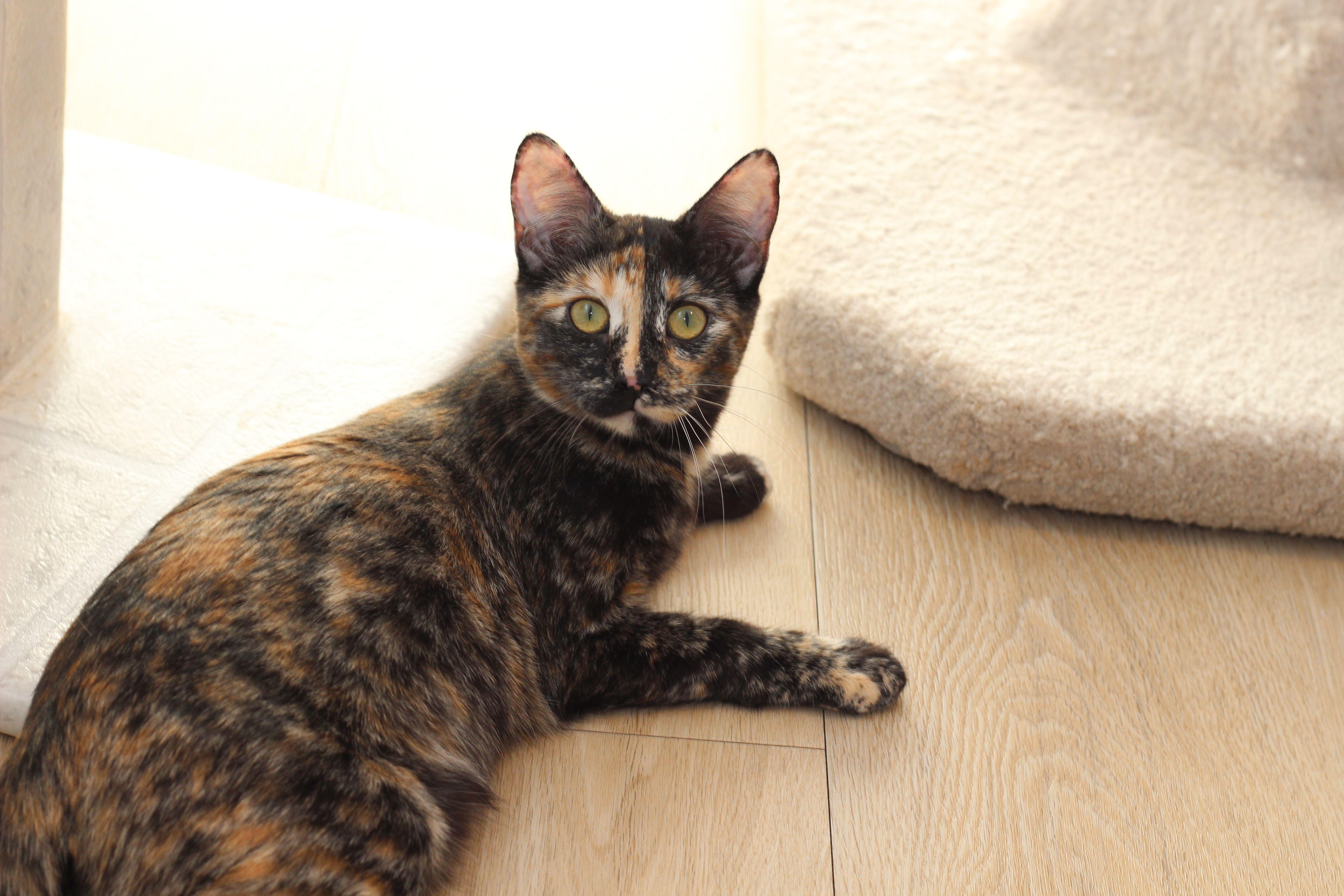 Enlarge Valkyrie, a Adoptable Tortoiseshell in Lethbridge, AB image 4/4