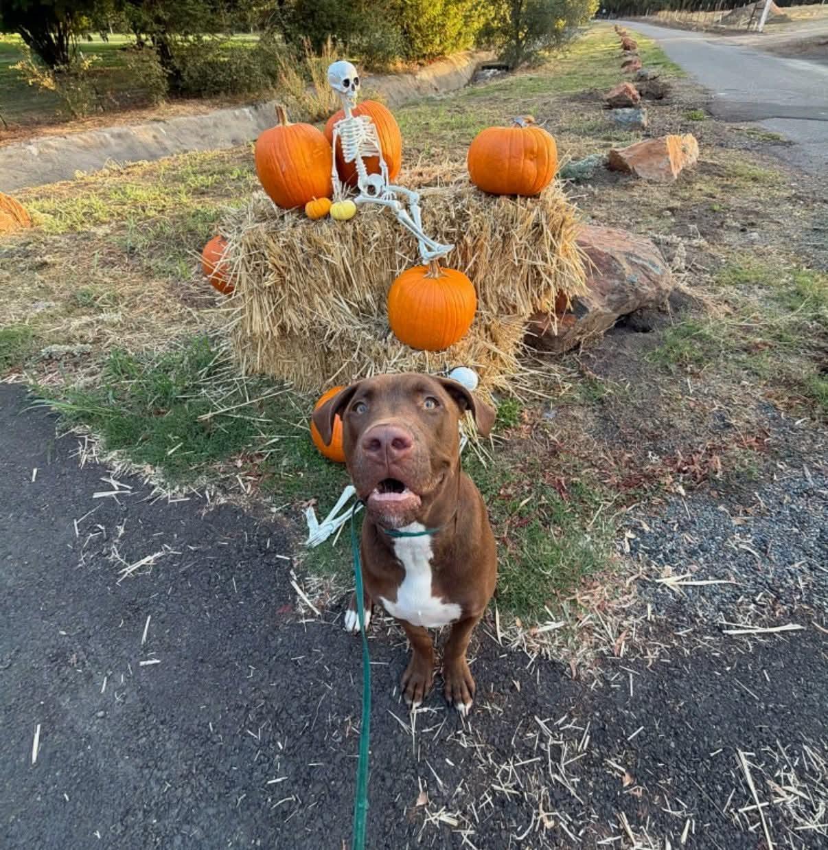 Enlarge 24Tucker, a Adoptable Mixed Breed in Shingle Springs, CA image 1/6