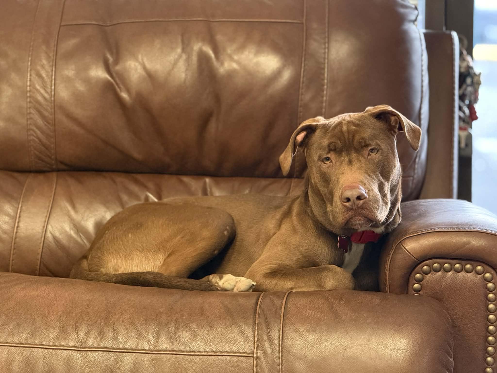 Enlarge 24Tucker, a Adoptable Mixed Breed in Shingle Springs, CA image 4/6