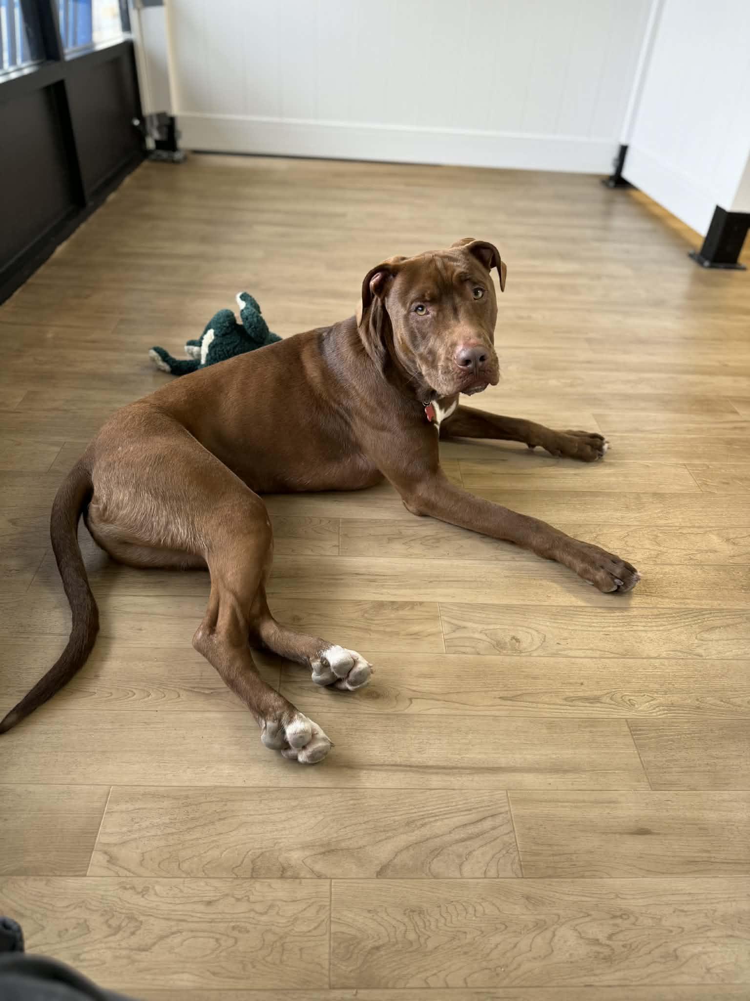 Enlarge 24Tucker, a Adoptable Mixed Breed in Shingle Springs, CA image 1/6