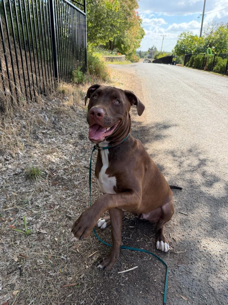 Enlarge 24Tucker, a Adoptable Mixed Breed in Shingle Springs, CA image 3/6