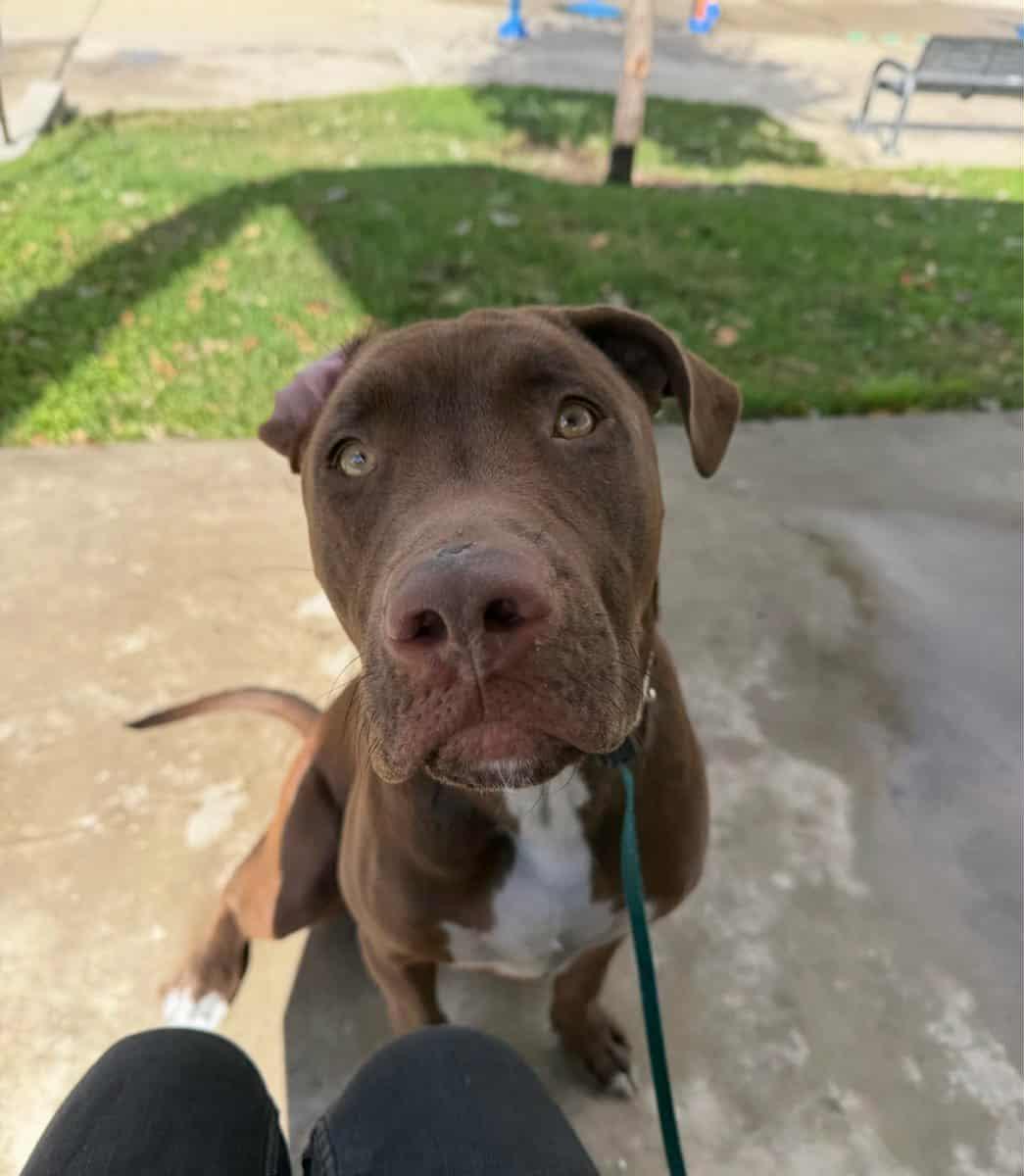 Enlarge 24Tucker, a Adoptable Mixed Breed in Shingle Springs, CA image 2/6