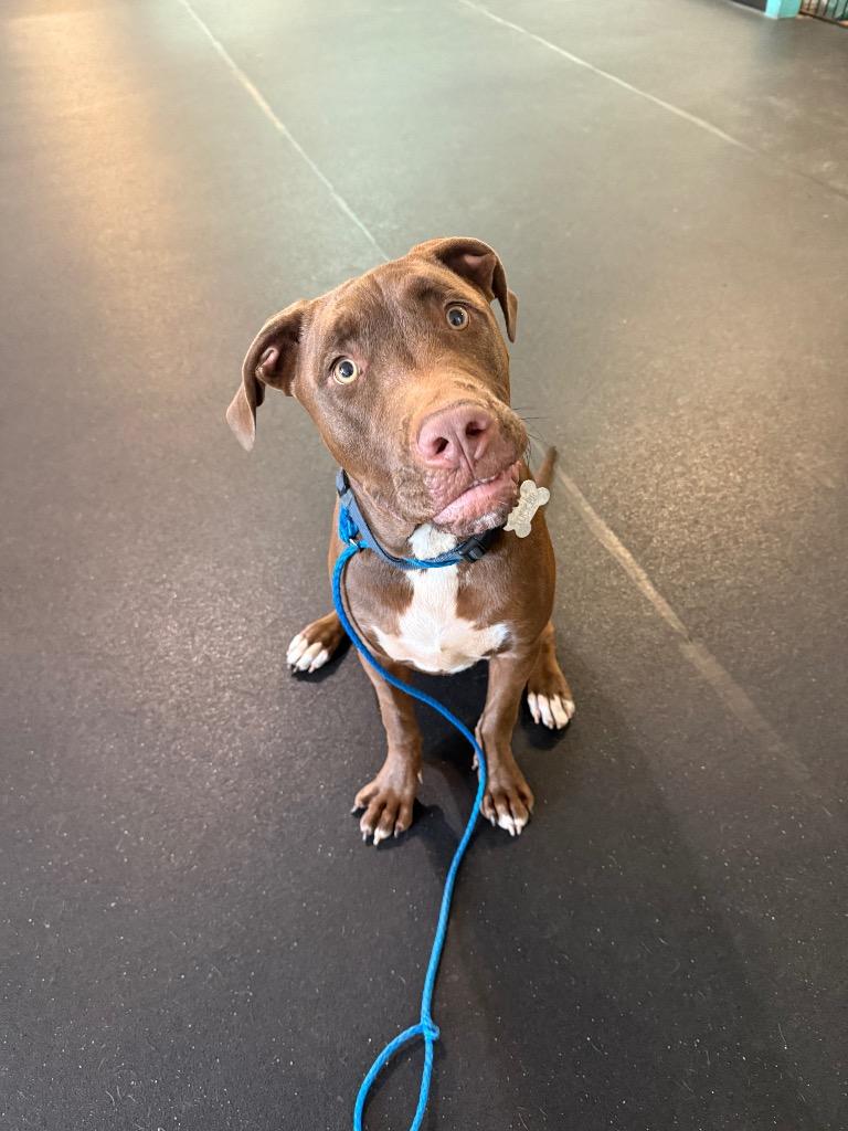 Enlarge 24Tucker, a Adoptable Mixed Breed in Shingle Springs, CA image 6/6