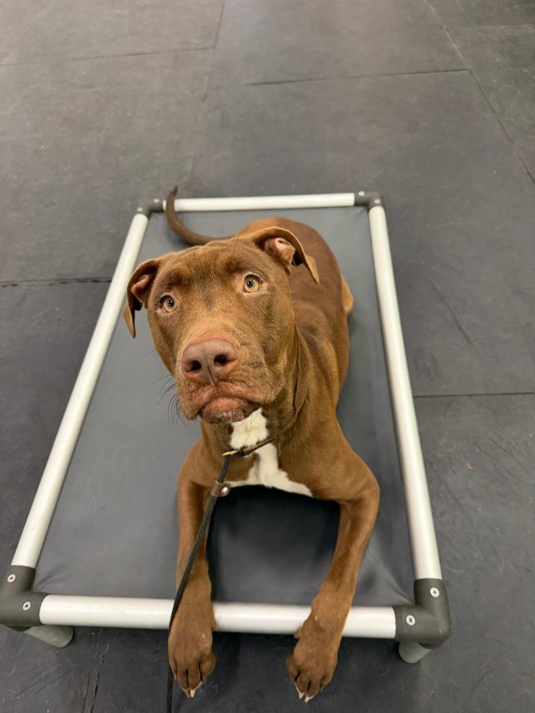 24Tucker, Adoptable, Young Male Mixed Breed.