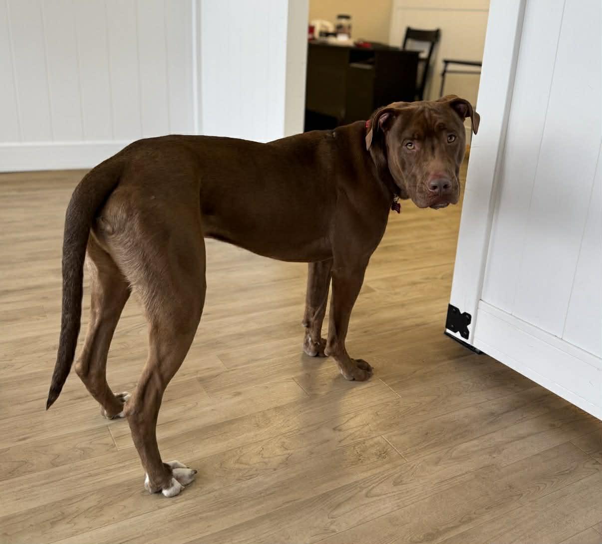 Enlarge 24Tucker, a Adoptable Mixed Breed in Shingle Springs, CA image 6/6