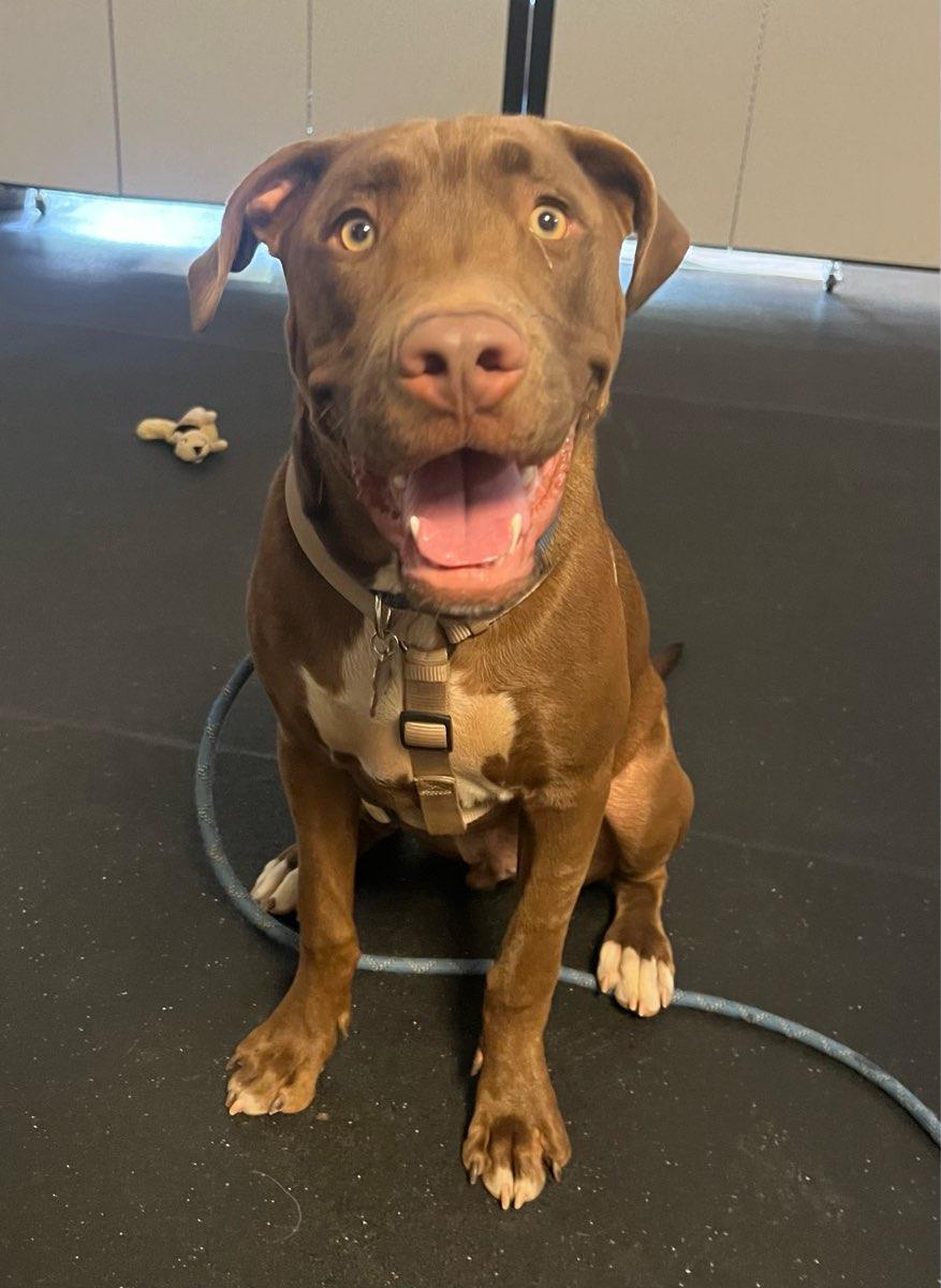 Enlarge 24Tucker, a Adoptable Mixed Breed in Shingle Springs, CA image 5/6