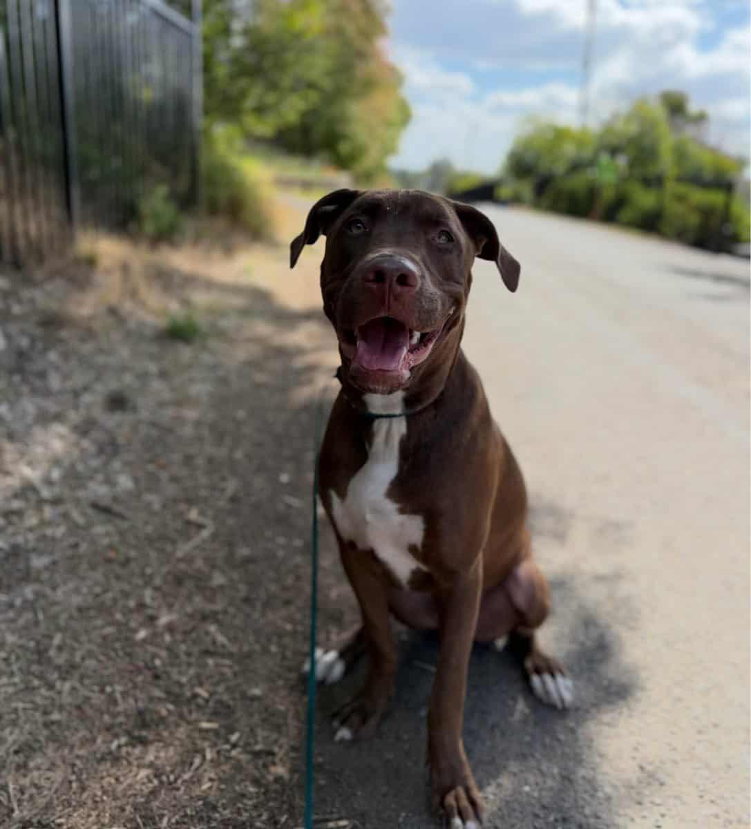 Enlarge 24Tucker, a Adoptable Mixed Breed in Shingle Springs, CA image 4/6