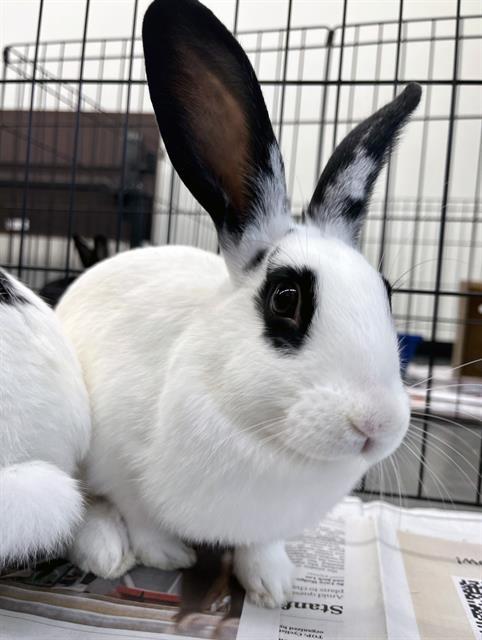 PEANUT, Adoptable, Young Male Bunny Rabbit.
