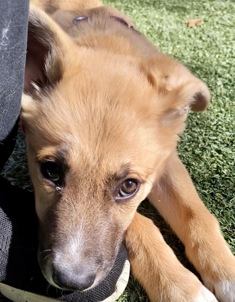 Tanner, Adopted, Puppy Male Shepherd & Border Collie.